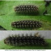 melitaea cinxia larva4 volg2